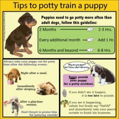 Training a Puppy Dog with Positive Methods There are 3 main things you should focus on training your dog while still in its developmental stages.
