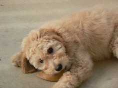 training tips for doodle puppies