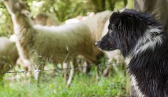Training tips for young herding dogs