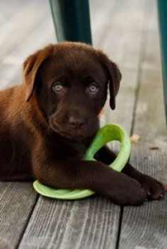 Training tricks to stop puppies from nipping. Yes, please!