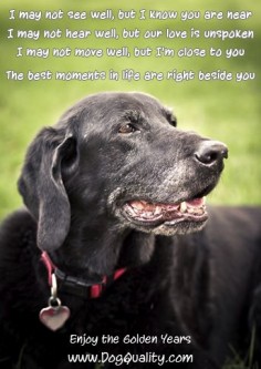 Treasure every moment with your older  do not put them to sleep just because the got old and a bit crazy; they wouldn't do it to you; a dog would care for you, even in your worst senior moments.