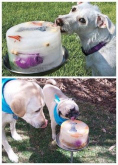 Treat your dog to a frozen treat this summer. Fido deserves to cool down too!
