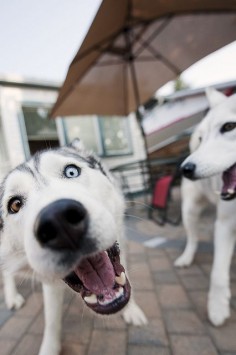 truly happy dogs, all the time #Huskies