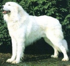Turkish Akbash Dog / Akbaş Çoban Köpeği #Puppy