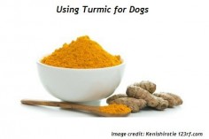 Turmeric for Dogs: What, Why and How to Use It | Your Old Dog