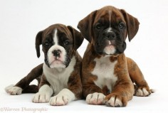 Two Boxer puppies, 8 weeks old