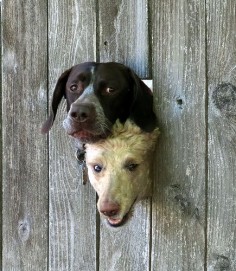 Two Dogs in a Fence | Flickr - Photo Sharing!