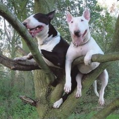 two little bullies sitting on a tree (seriously, how did you guys got up there)
