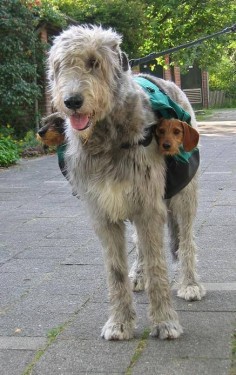 ‘Two Subwoofers’, An Irish Wolfhound Wears A Pair of Dachshunds On Either Side of a Saddle Bag