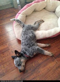 Typical ACD. A move Diesel is familiar with technically "in the bed" but pushing the envolope lol