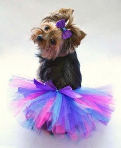 Typically I'm not a fan of dressing up dogs, BUT this is pretty darn cute!  :-) - (tutu from Diva Puppy Couture via Etsy)