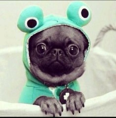 U is for Utterly  awesome is this Pug  is hard, hopefully this Pug frog makes you smile.