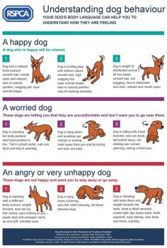 Understanding Dog Behaviour