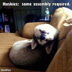 Upside Down Siberian Husky Twist via BarkPost