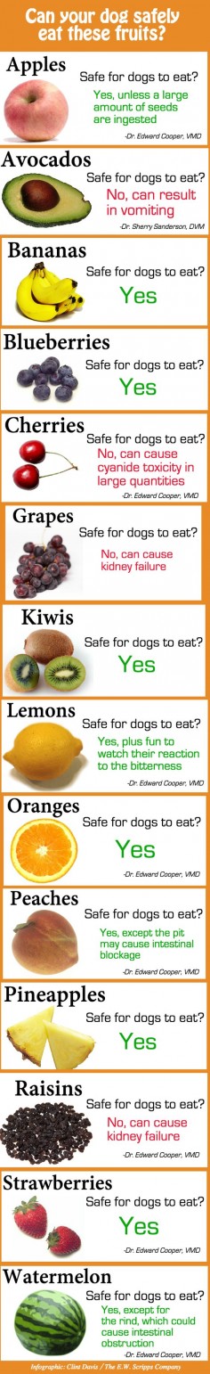 Useful Chart: Fruits That You Can and Cannot Let Your Dog Eat