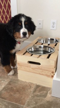 Using a crate as a raised dog feeder. I would love to have one like this but stained a darker color.