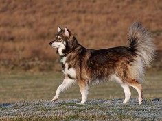 Utonagan - a breed of dog that resembles a wolf. Mix of Alaskan Malamute, German Shepherd, and Siberian Husky.