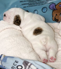 Very chubby puppy