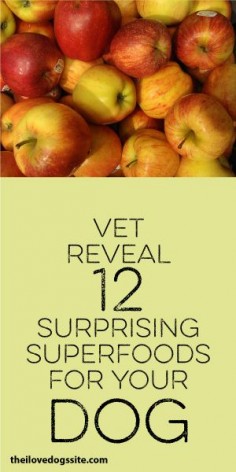 Vet Reveals 12 Surprising Superfoods For Your Dog!