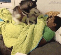 video: Husky Dog Doesn’t Want His Human to Get Out of Bed
