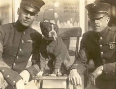 vintage boston terrier photo