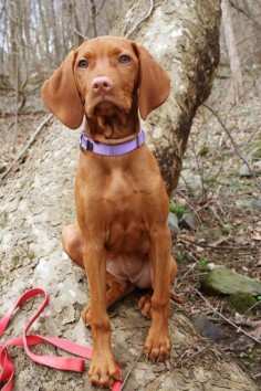 Vizsla, known as "Velcro vizslas" because once you give them attention they latch on and become your new best friend