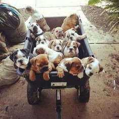 wagon full of baby bulldogs! This is the dream!