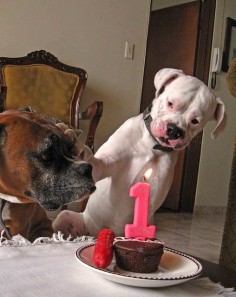 "Wait until I blow the candle out! Geez." (boxer)