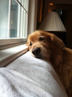Waiting for you to come home. Awww!