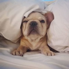 "Wake me up at the crack of noon" ... "and not a minute sooner!", Lazy French Bulldog,  #