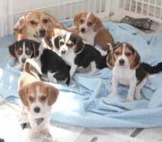 Wanda and 1 baby (Bench Beagles): Beagle, Dog; Mechanicsburg, PA
