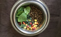 Want Your Dog to Live to 30? Add This to Their Bowl