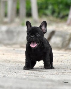 Warning, this frenchie is so cute you might explode… omg