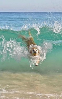 Wave riding dog
