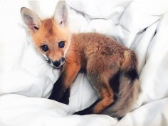 We first met Juniper on Instagram, where we saw her frolicking on her mom's bed, and instantly fell in love. Who was this cute fox? So we decided to reach out to her owner, who gave us the full scoop!