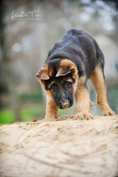 We LOVE #German #Shepherds #puppies!