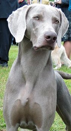 Weimaraner born to run. bread to hunt big game like bears. called the dog with the human brain. keen sense of smell. feed them two small meals a day, prone to bloat which is when the stomach blocks the intestines when overfed. make good family pets. must train young.