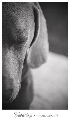 #Weimaraner #dog Photos by Severine Photography