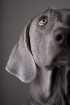Weimaraner My best friend has been pinning weims for almost a year, so now it's a habit for the best! Lol