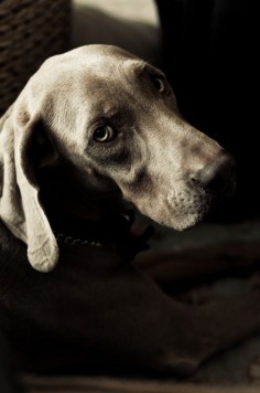 Weimaraner. They are such wonderful, smart, funny & stubborn dogs. I miss mine everyday after having her in my life for 16 years. Do NOT get a Weimaraner unless you have lots of time to devote to them. They deserve nothing but your very very best.