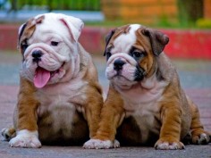#WellPetsBarwick The perfect Olde English Bulldogge should be of medium height to large size with a large head and a very stout, muscular body.