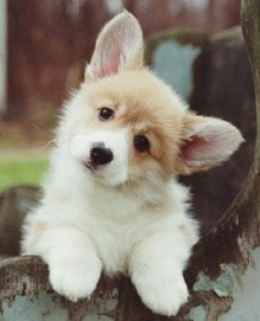 Welsh corgi pup I must have one as a brother or sister for Penny!!