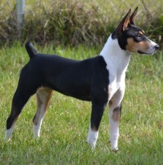 We're getting on the waiting list for a puppy from one of their next litters. Spitfire Deckers - Decker Terriers - Decker Hunting Terriers - Rat Terriers - Florida