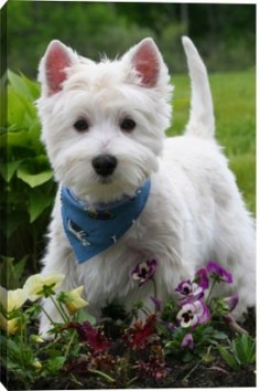 West Highland White Terrier. Inspiration for Halley in Model Under Cover. #ModelUnderCover