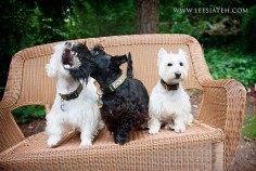 Westie and Scottie, they are good of friends that they do fight too ;)