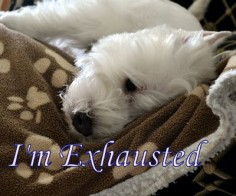 Westie Julep: The Westies ... And ... Some New Fabric