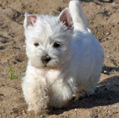 Westie on a mission!!
