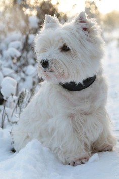 westie west highland white terrier puppy dog