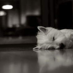 Westies are so adorable when they sleep