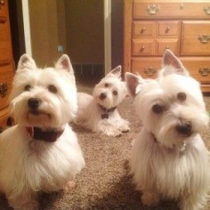 Westies look good with other westies. | 25 Photos To Prove That The Westie Is King Of Instagram